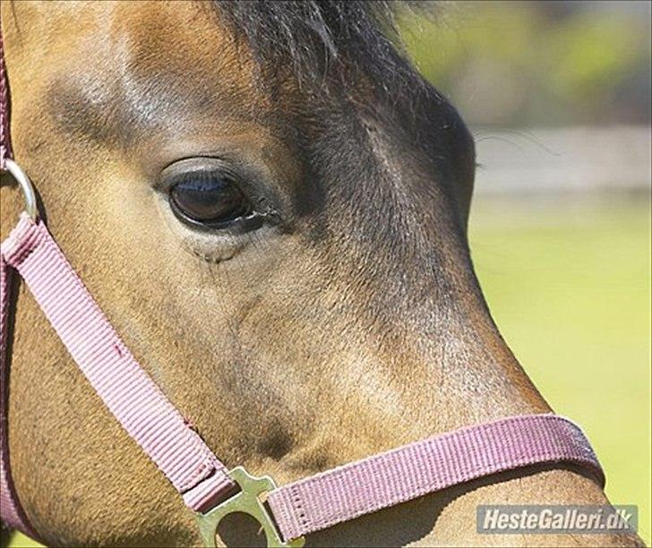 New Forest Kabrit's Acapella (anna) billede 12