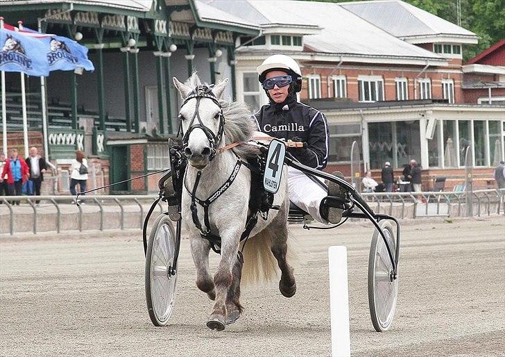 Shetlænder Emmeros Alexander - Emmeros Alexander & Camilla på lunden. billede 3