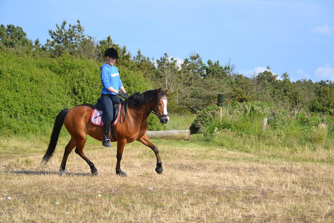 DSP Skovly's Mendoza-Brown ¤Prinsessen¤ - Smukke prinsesse <3 Mesterfotograf: mor billede 15