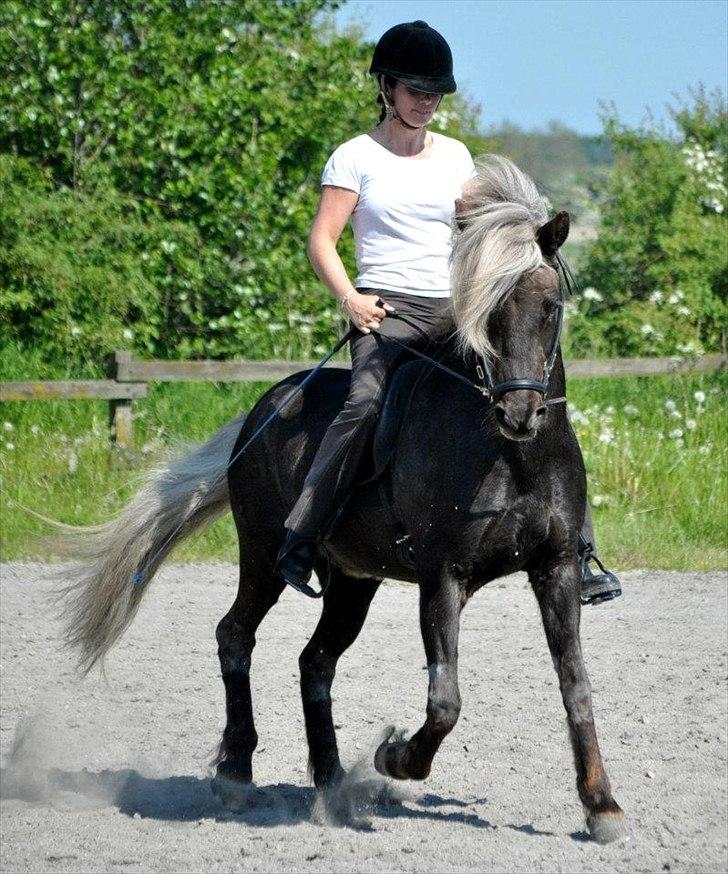 Islænder Fengur frá Alfholum - En af de få dejlige sommerdage i 2012.. billede 3