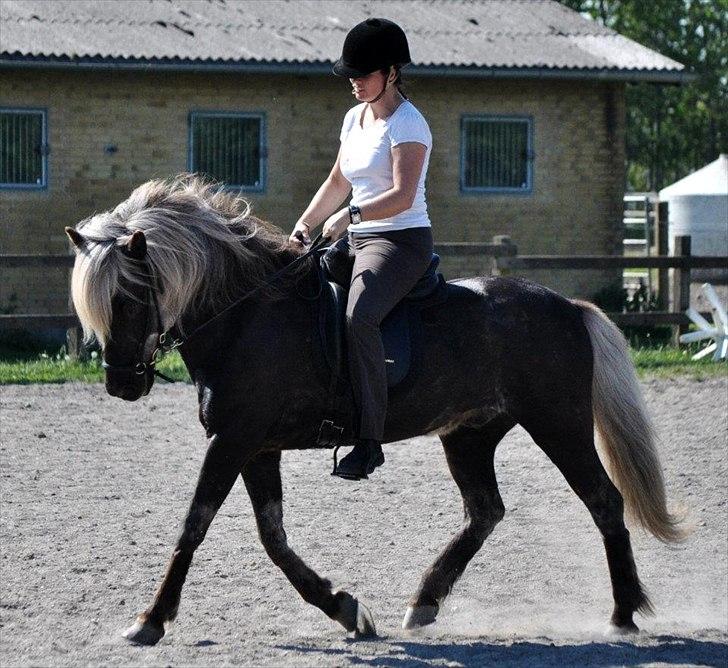 Islænder Fengur frá Alfholum billede 13