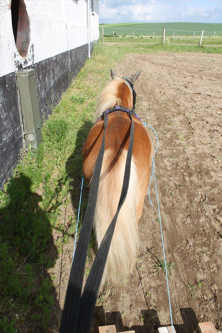 Anden særlig race Bambino - 12/6 2012 - Første gang med "vægt" bagefter :D billede 1