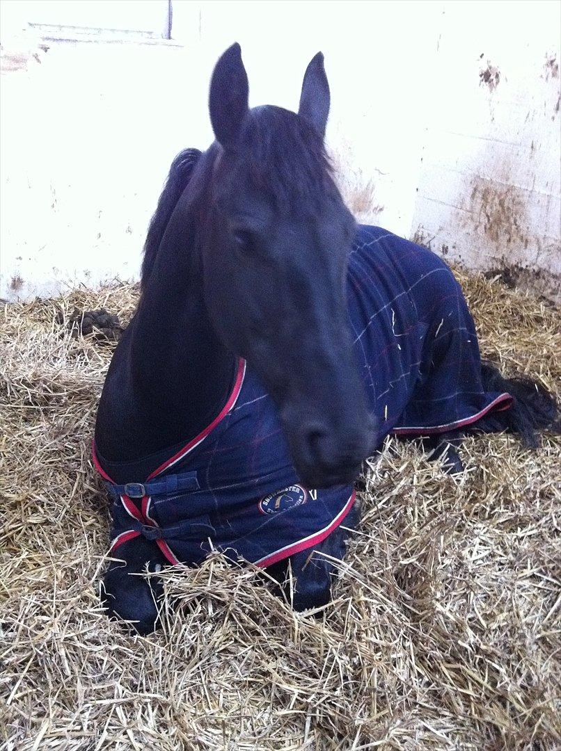 Frieser Tessa - Lille træt hest :-) Vinter 12, Foto: Mig. billede 14