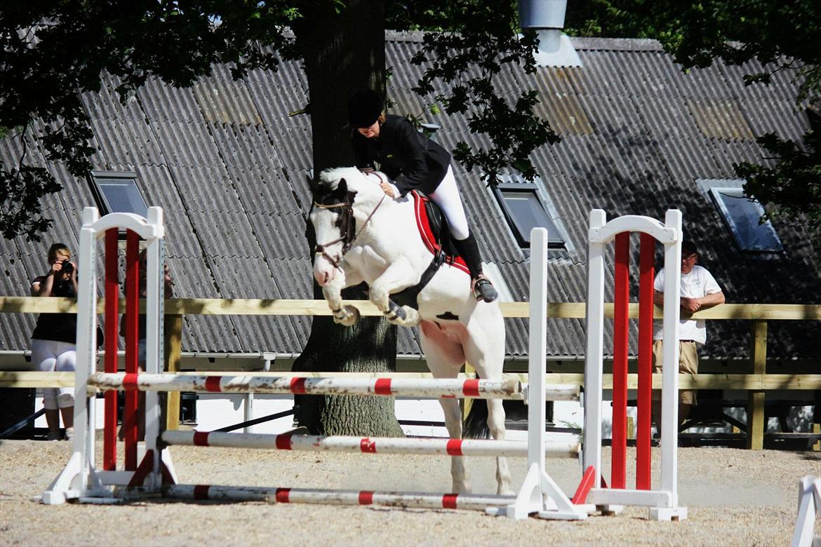 Irsk Sportspony Bobby - Skøn pony til stævne på egene <3 her i en lc <3 billede 13