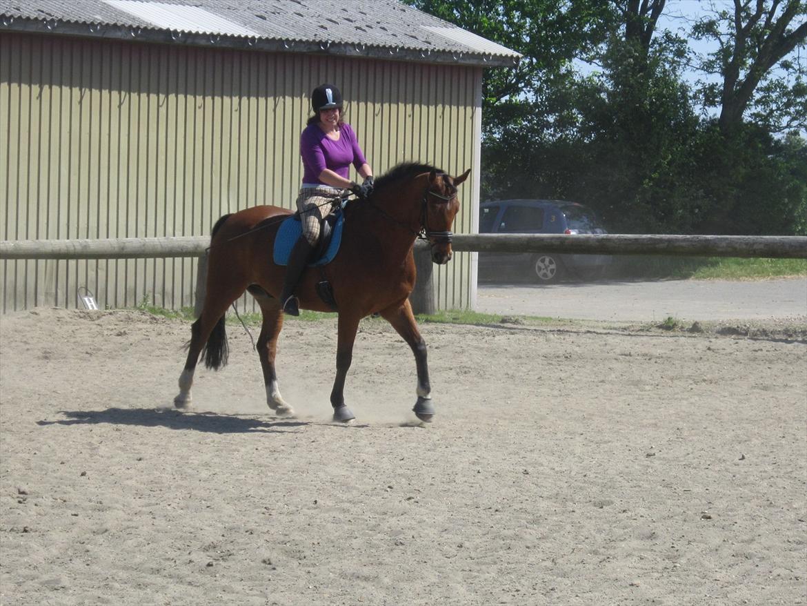 Hannoveraner Alfi - Juni 2012 billede 17