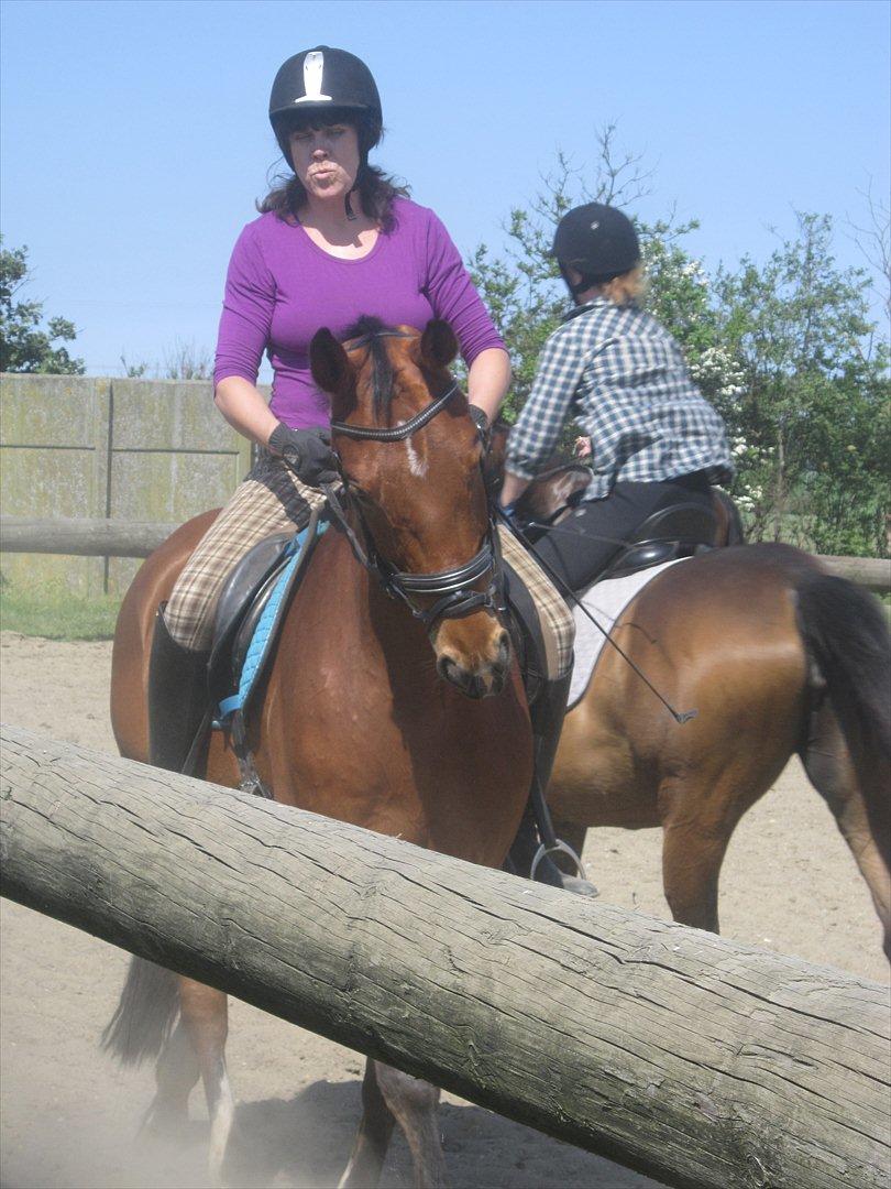 Hannoveraner Alfi - elsker at ride <3 juni 2012 billede 18