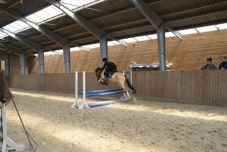 Hollandsk Sportspony Salt And Pepper - Sooner or later, those who win are those who think they can<3
Fotot: stevns rideklub billede 7