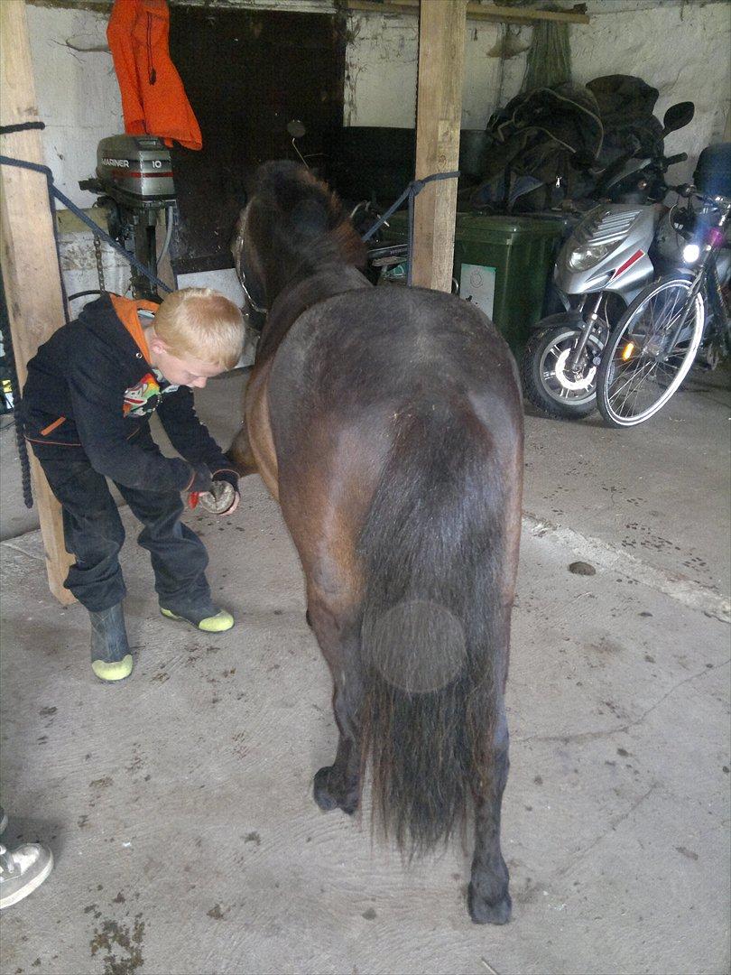 Anden særlig race Frøken Smilla - Skal jo også lige ordnes efter ride turen :-)
d.12/6-12 billede 3