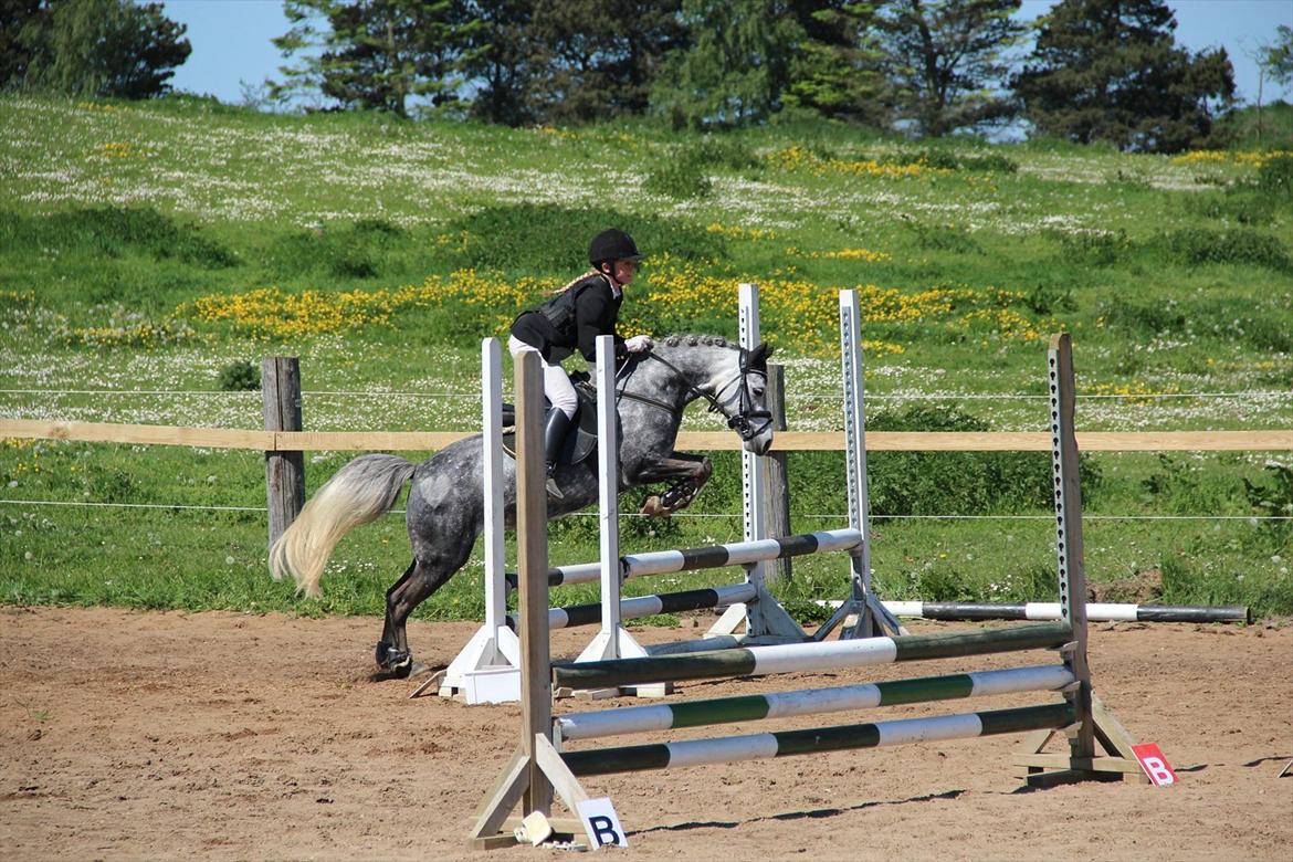 Welsh Pony (sec B) Spinelly (Solgt) - Springer til kommunemesterskaber 2012 billede 2