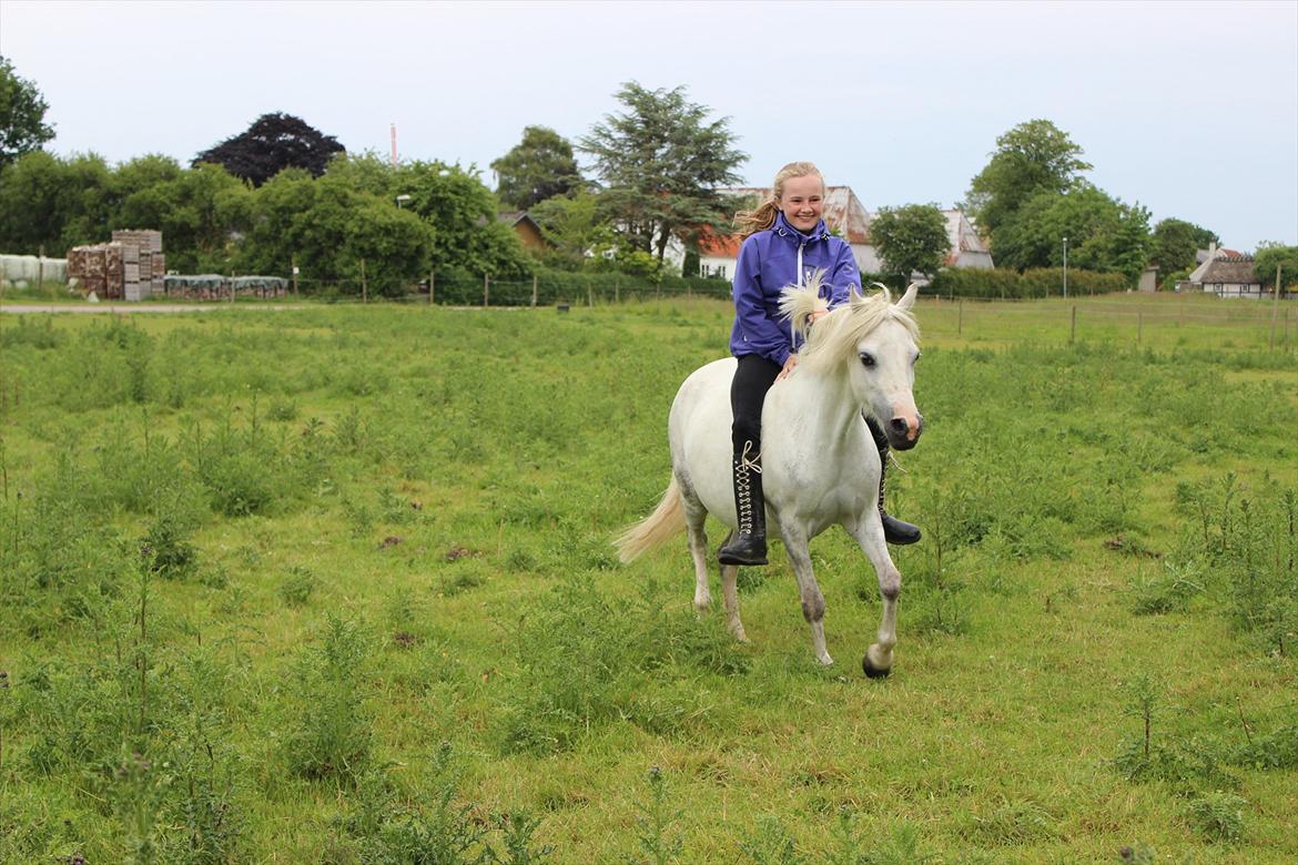 Welsh Mountain (sec A) Gribsvad Niros - I galop på marken:-) billede 10