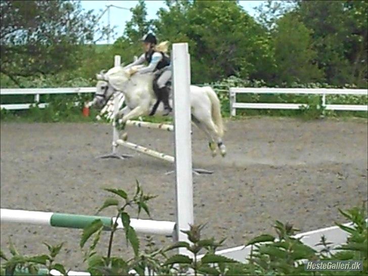 Welsh Pony (sec B) Apollon - polle <3 *SAVNES* - 3 Gang jeg springer polle<3
75 cm :-* billede 8