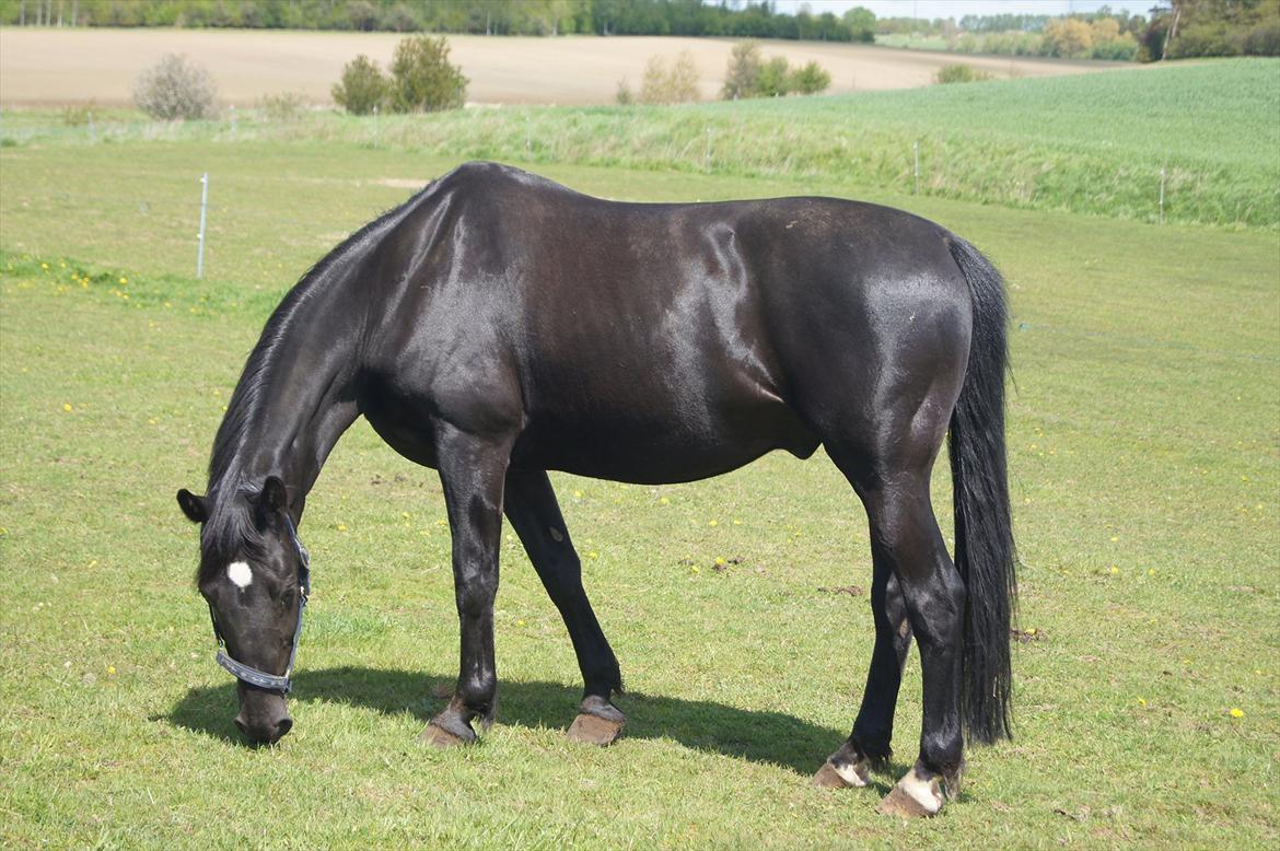 Welsh Cob (sec D) Dark Shadow <3 billede 13