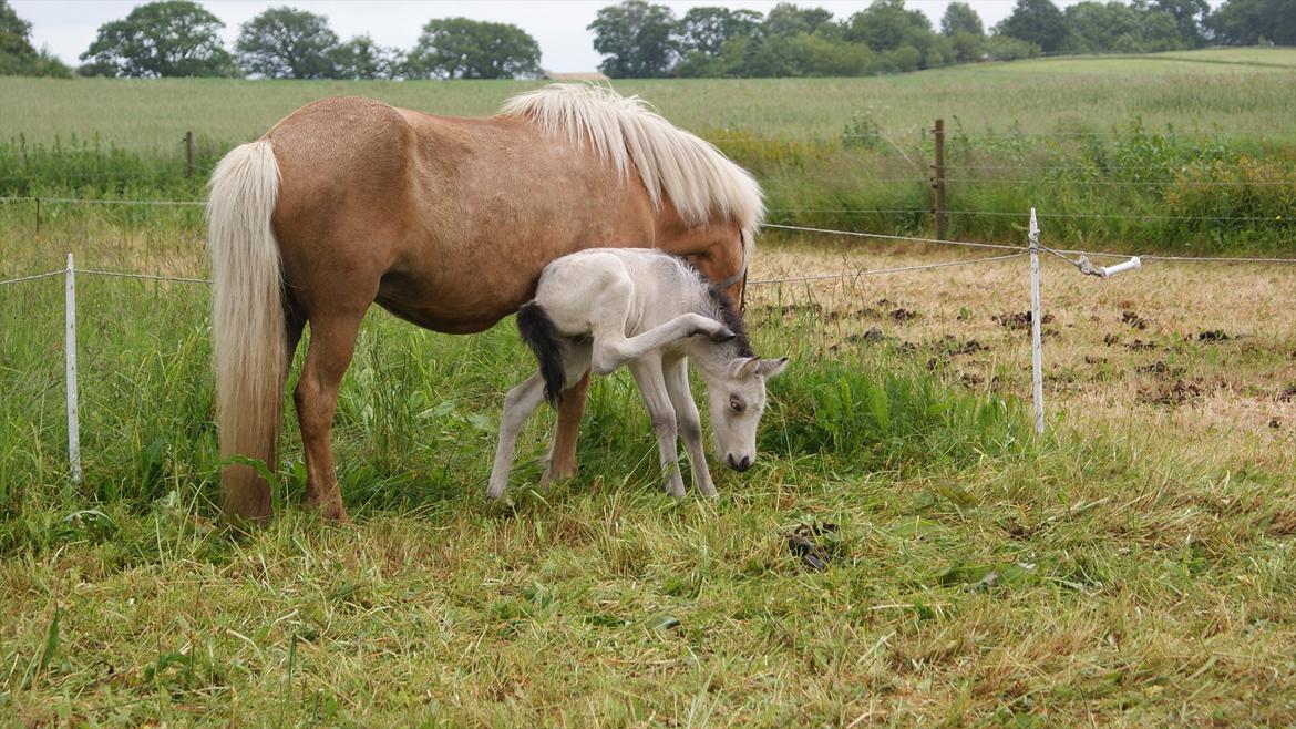 Islænder Gimli fra Lysenge billede 3