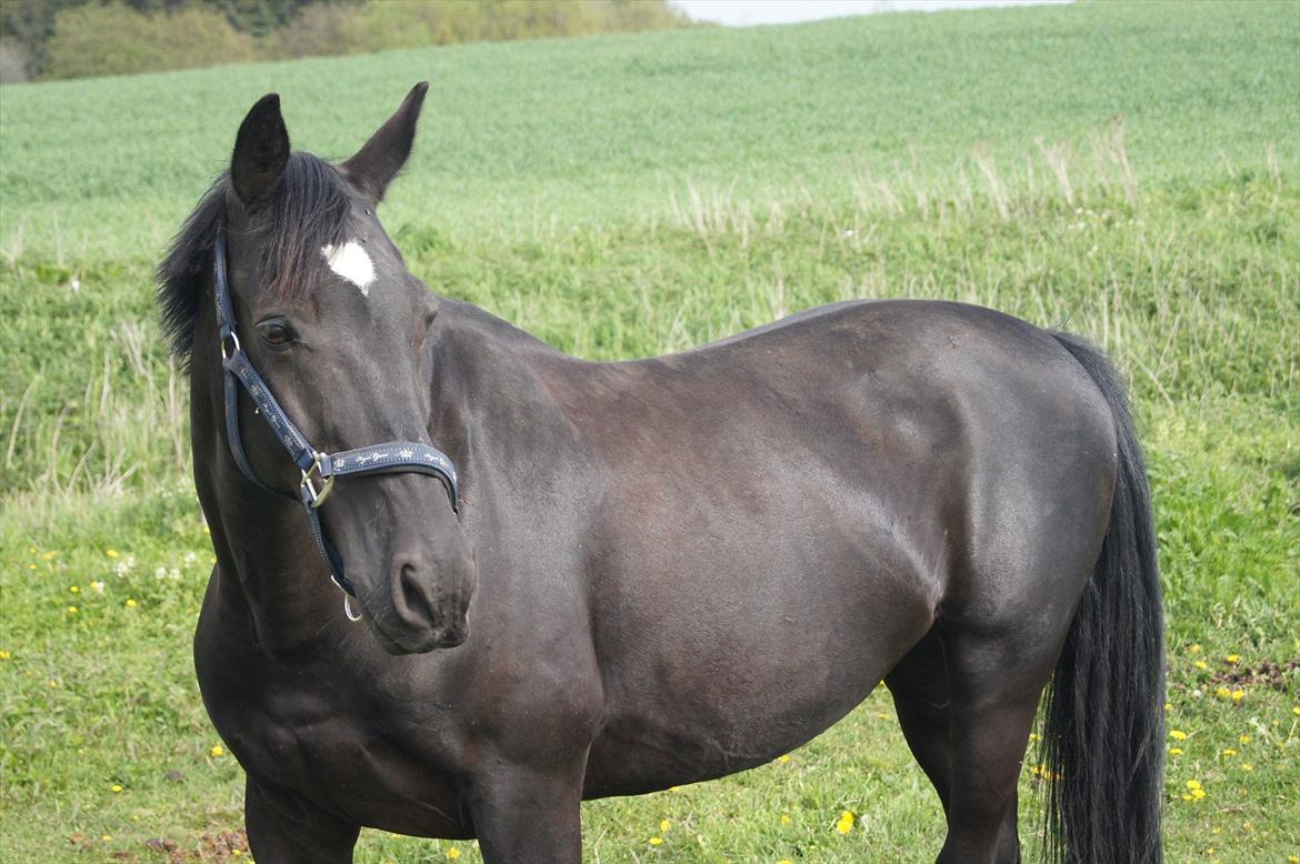 Welsh Cob (sec D) Dark Shadow <3 - smukke <3 billede 14