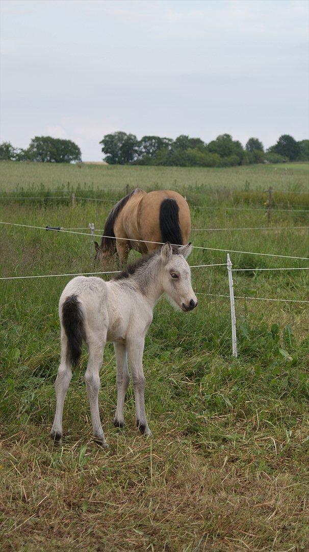 Islænder Gimli fra Lysenge billede 4