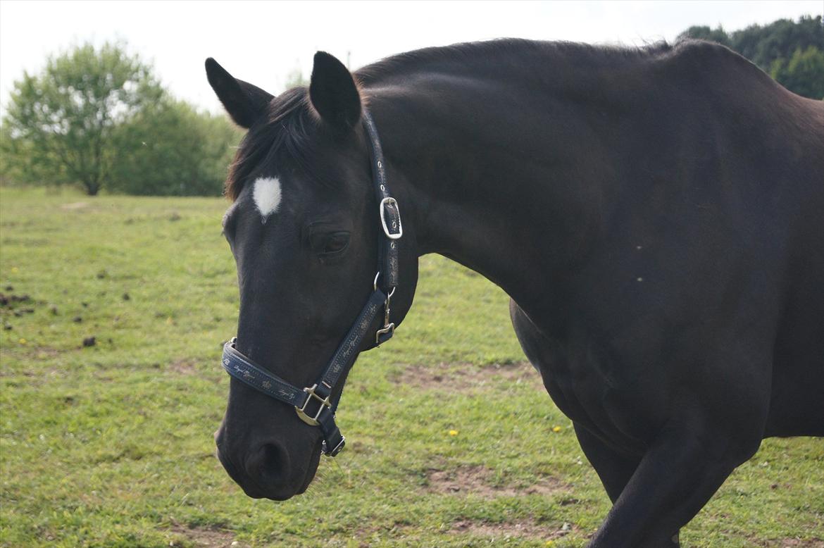 Welsh Cob (sec D) Dark Shadow <3 billede 1