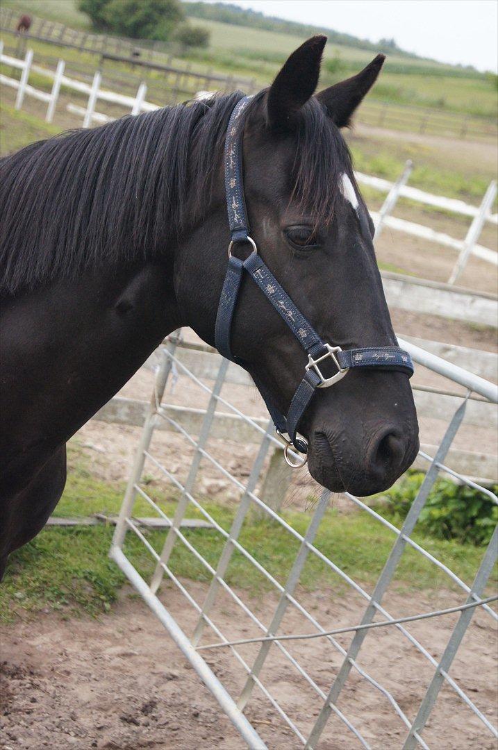 Welsh Cob (sec D) Dark Shadow <3 billede 15
