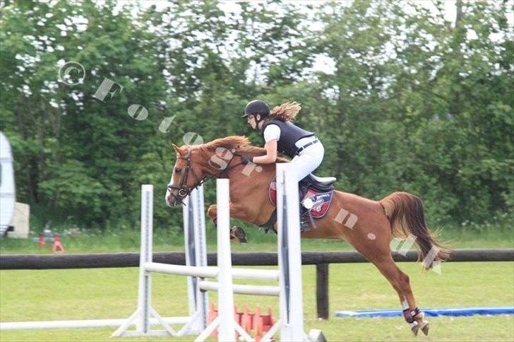 Anden særlig race Ødipus - Spring derby søndertoft rideklub 2012 Lb. billede 11