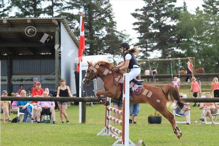 Anden særlig race Ødipus - Spring derby søndertoft rideklub 2012 Lb billede 12