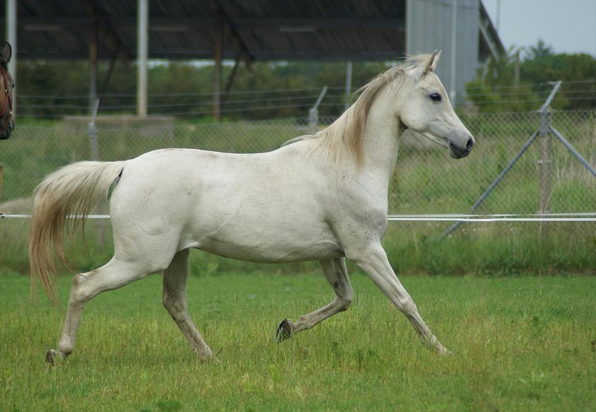 Arabisk fuldblod (OX) Estacia - Juni 2012 billede 5