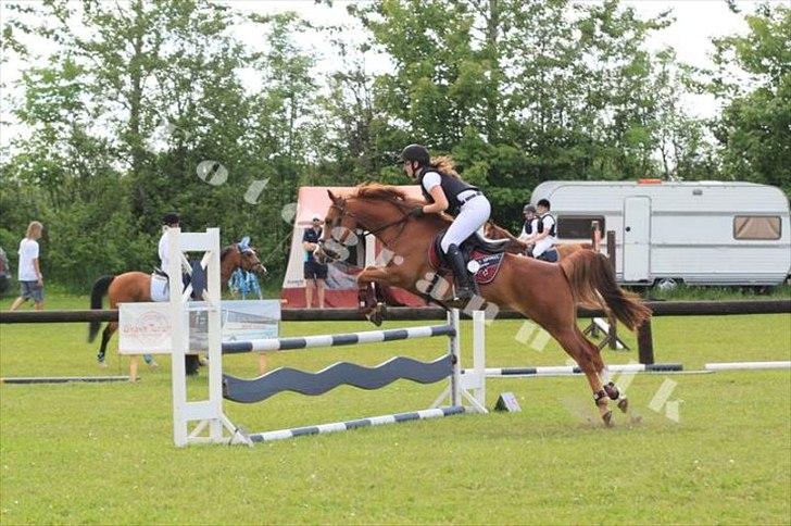 Anden særlig race Ødipus - Spring derby søndertoft rideklub 2012 Lb billede 13