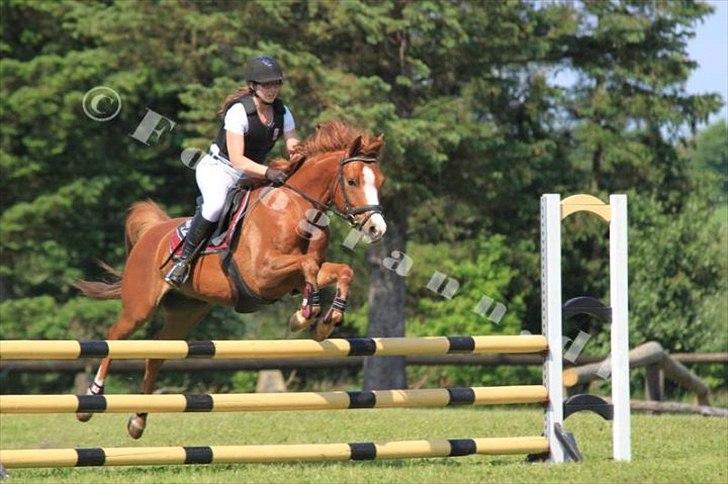 Anden særlig race Ødipus - Hold mesterskab lc pony.  billede 14