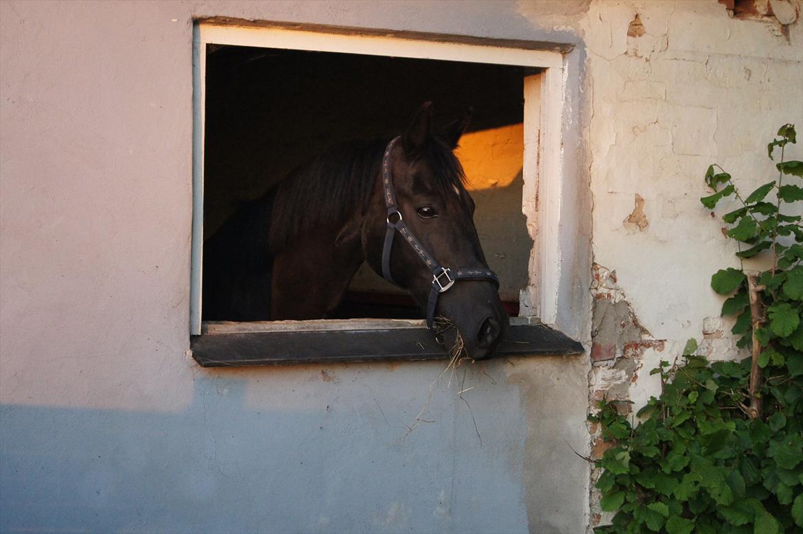 Welsh Cob (sec D) Dark Shadow <3 - i boksen <3 billede 16