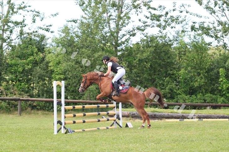 Anden særlig race Ødipus - Spring derby søndertoft rideklub 2012 Lb billede 15