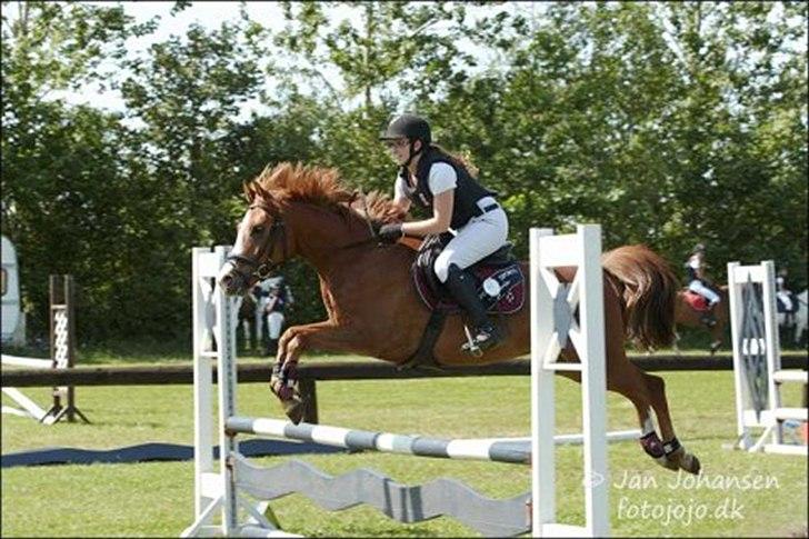 Anden særlig race Ødipus - Hold mesterskab lc pony.  billede 16