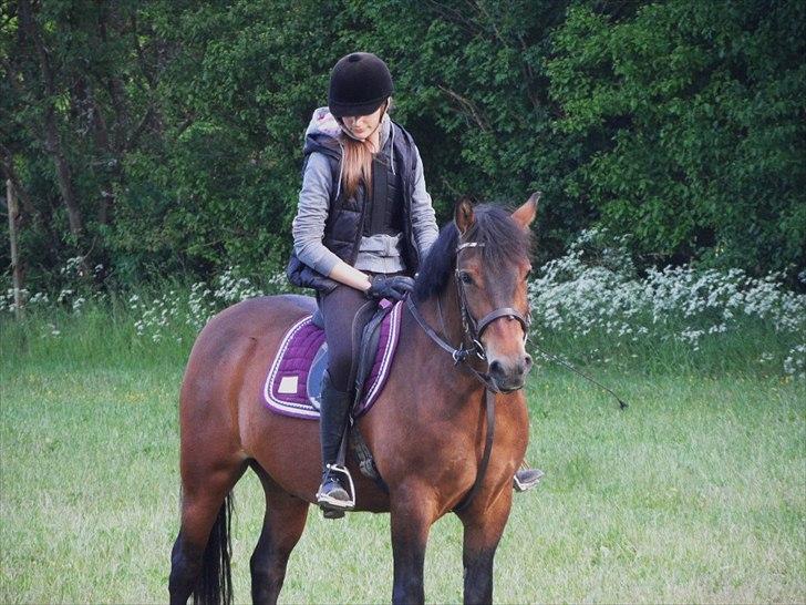 Anden særlig race Shja-shje billede 7