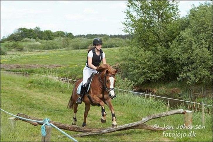 DSP Fie Engholm. - Spring derby LB :-) 4.plads.  billede 20