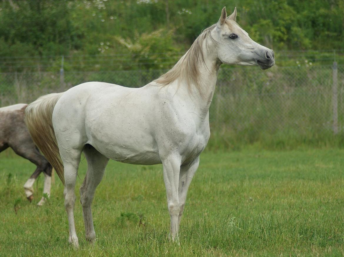 Arabisk fuldblod (OX) Estacia - Min smukke hoppedulle - Juni 2012 billede 4