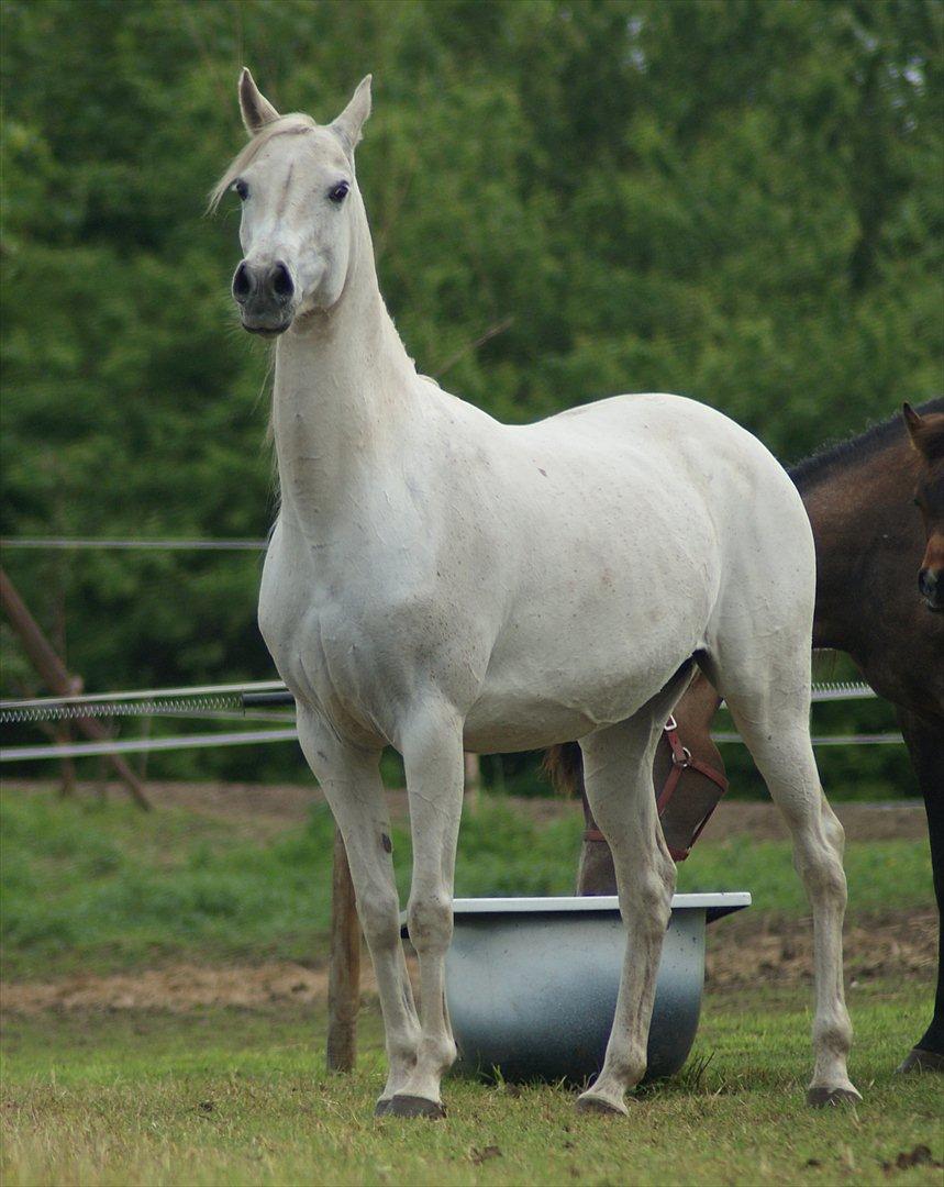 Arabisk fuldblod (OX) Estacia - Juni 2012 billede 6