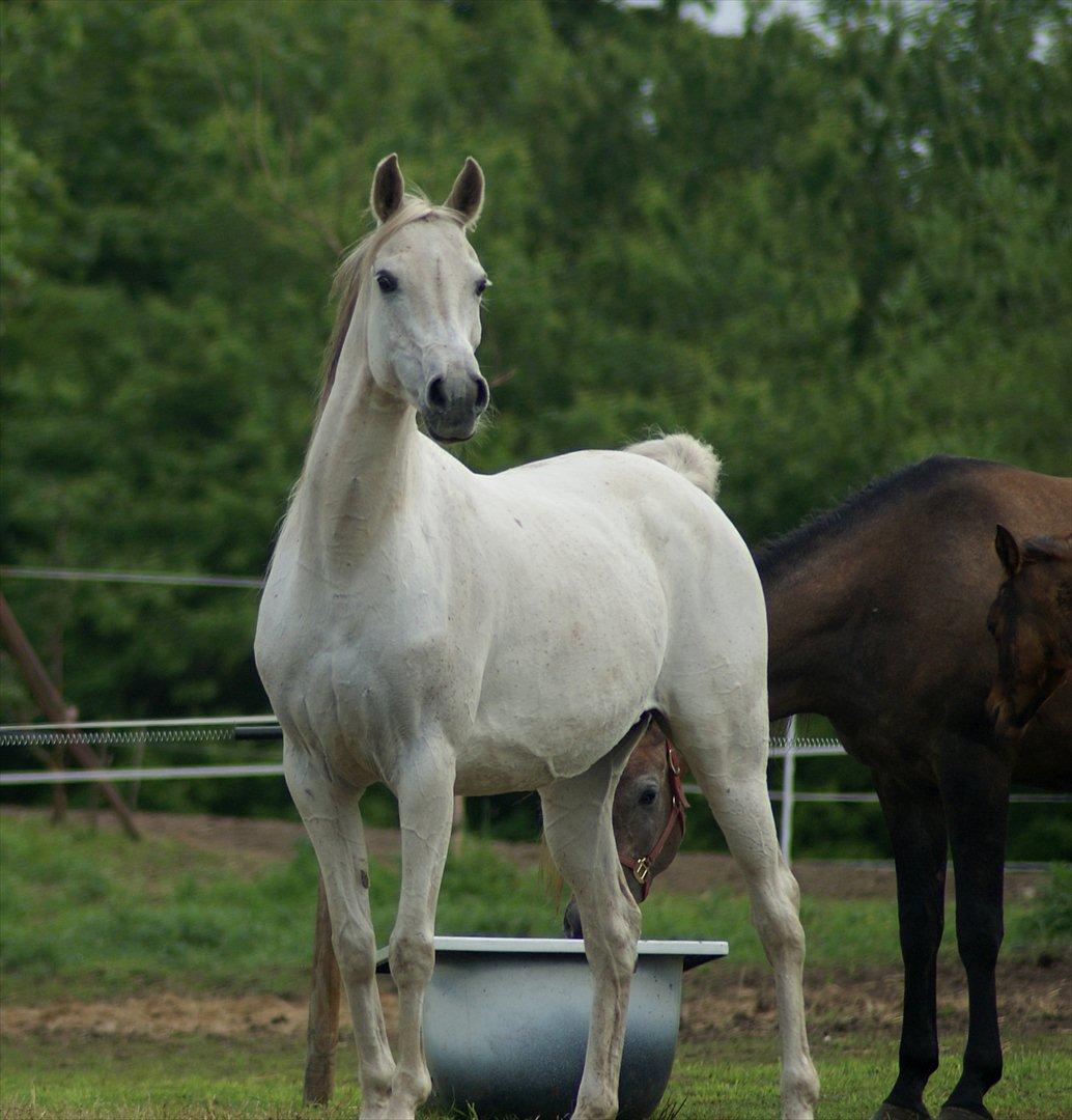 Arabisk fuldblod (OX) Estacia - Juni 2012 billede 7