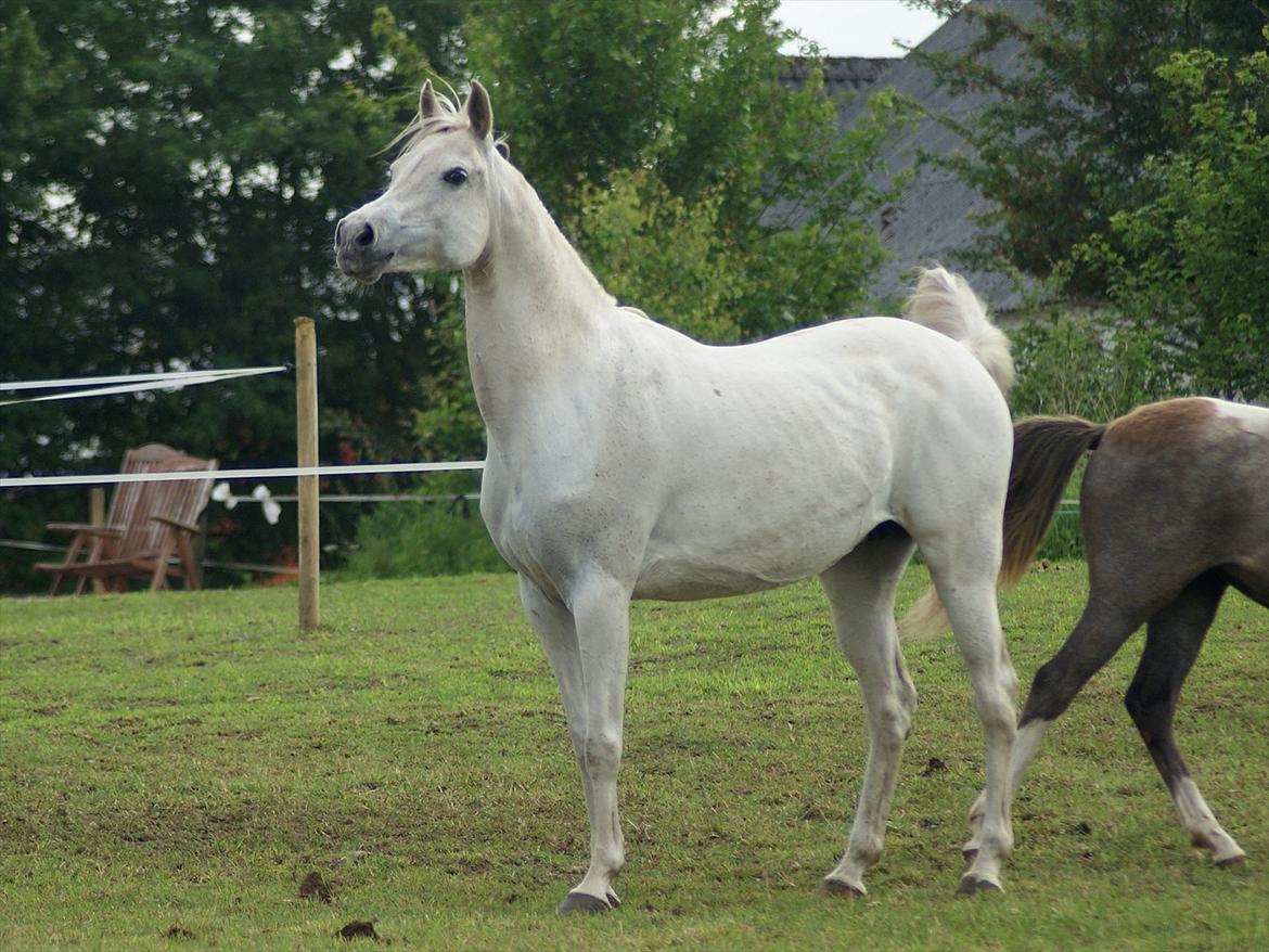 Arabisk fuldblod (OX) Estacia - Juni 2012 billede 8