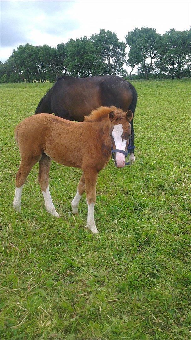 Welsh Partbred (Sec F) Struntze's Wanna' Play R.I.P - Nusser pigen 11/6 12 billede 8