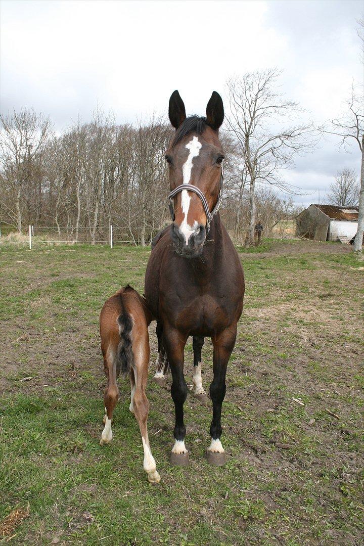 Tysk Oldenburger Martinell - April 2012 billede 1