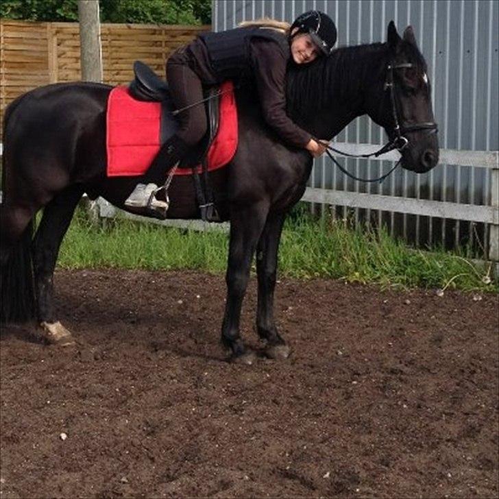 Welsh Cob (sec D) Dark Shadow <3 billede 11