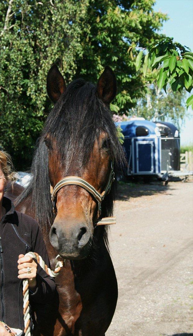 New Forest Pan (Panse Mandse) - Pan den 11.6.12 på hans 17 års fødselsdag. billede 18