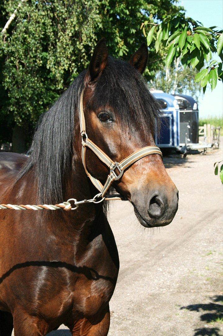 New Forest Pan (Panse Mandse) - Lækre Pan. 11.6.12 billede 20
