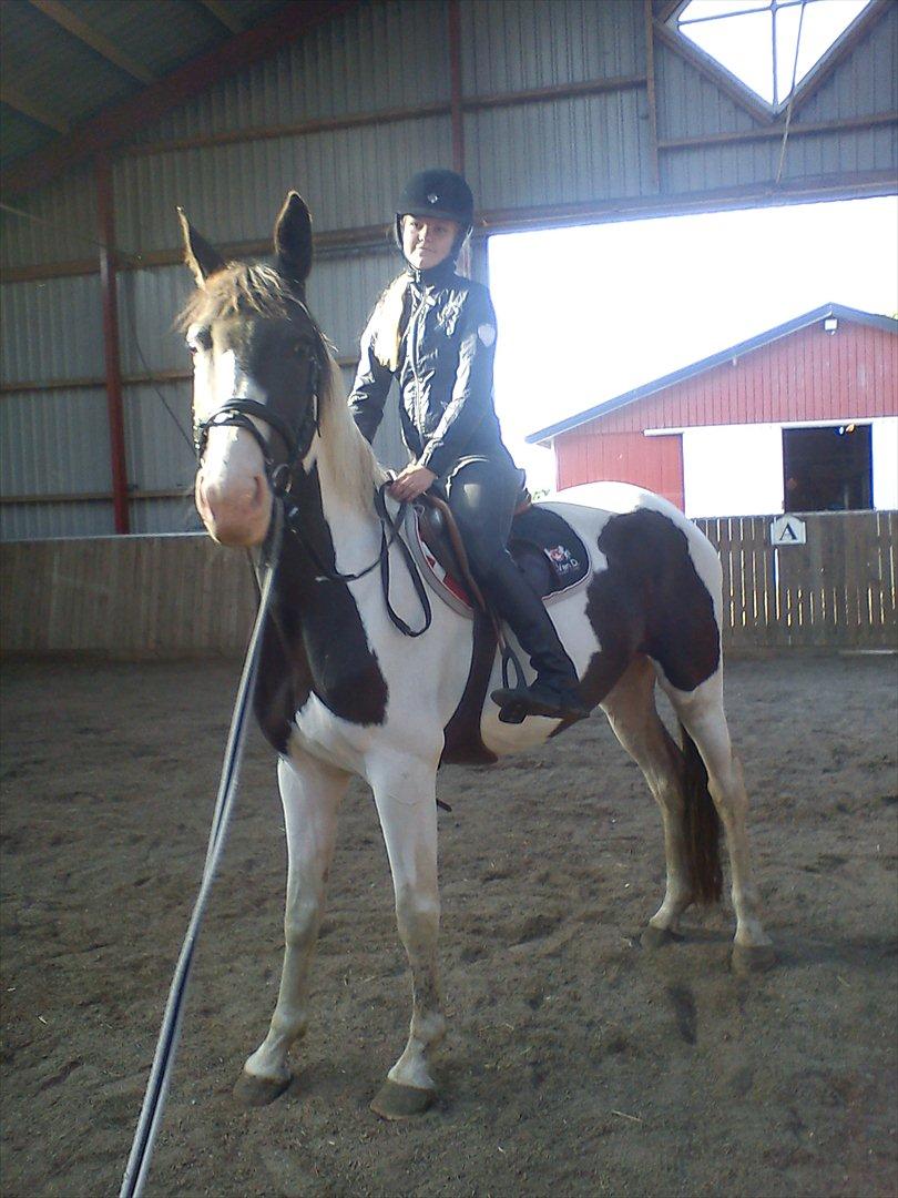 Pinto KIJEANS MADONNA - Første dag med rytter:-) Stjerne! billede 18