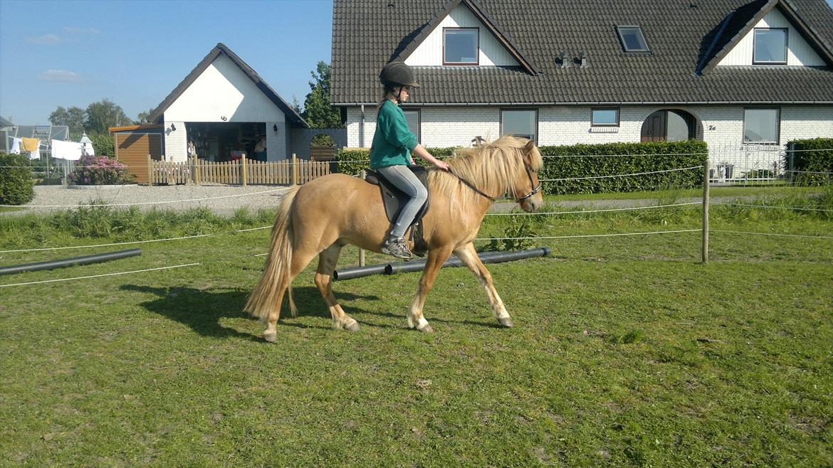 Islænder Pengil *Bassen* [Tilrider] - Hans fine skridt det er 3 gang jeg sidder på ham billede 9