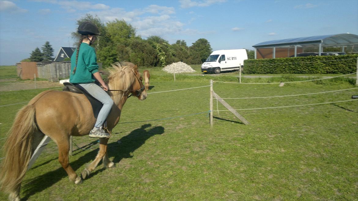 Islænder Pengil *Bassen* [Tilrider] - Første gang i trav

3 gang jeg sidder på ham billede 4