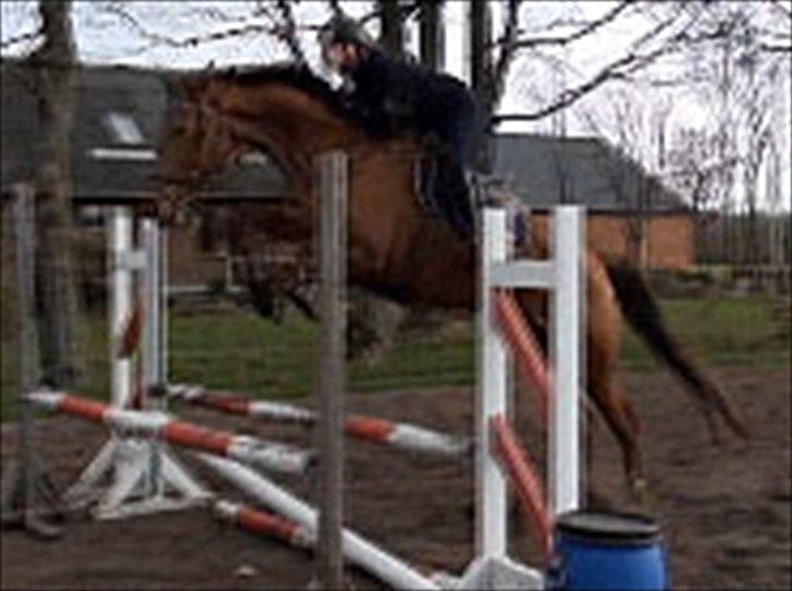 Trakehner Herbstrose - Dårlig kvalitet, men taget fra en video. billede 17