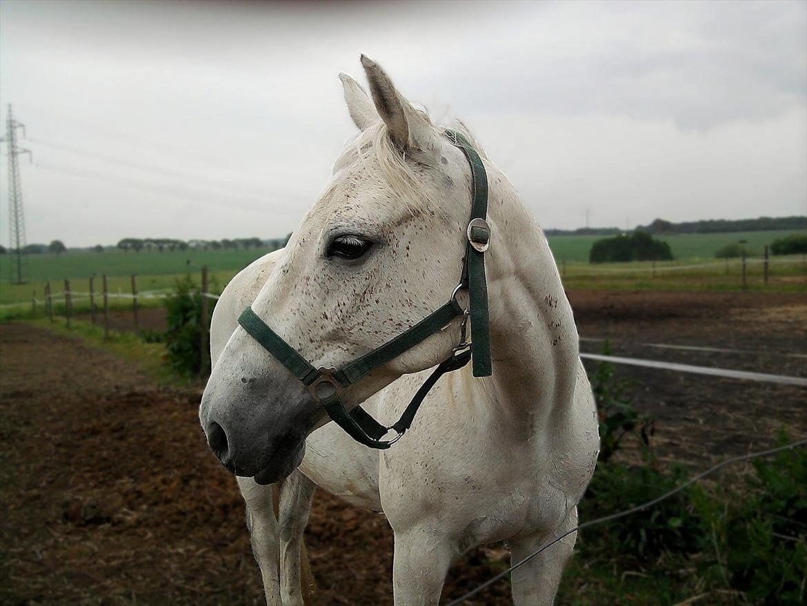 Anglo Araber (AA) Kalaha.  (tidl.låner) - Nok sidste gang jeg så kale<3 hos hans nye sted billede 18