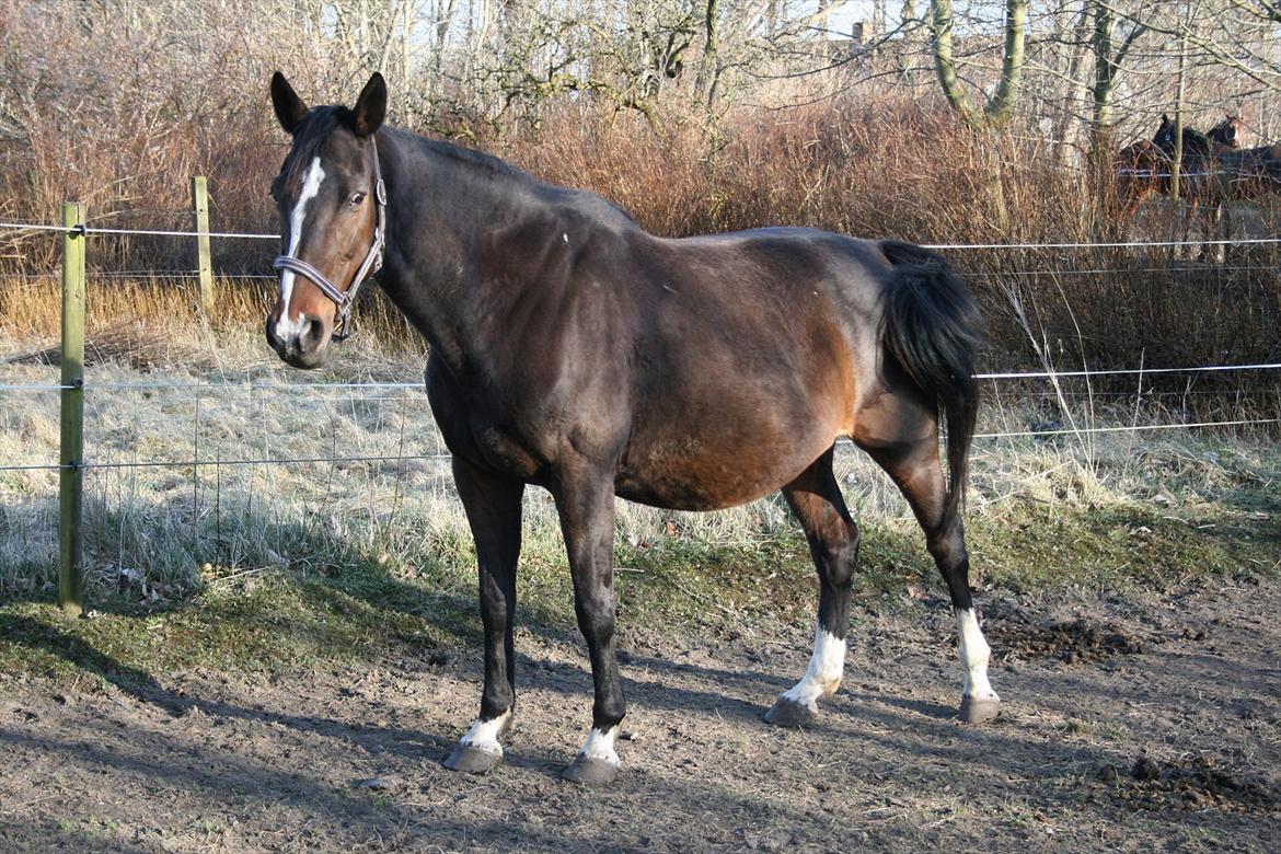 Tysk Oldenburger Martinell - Høj drægtig, marts 2012 billede 2