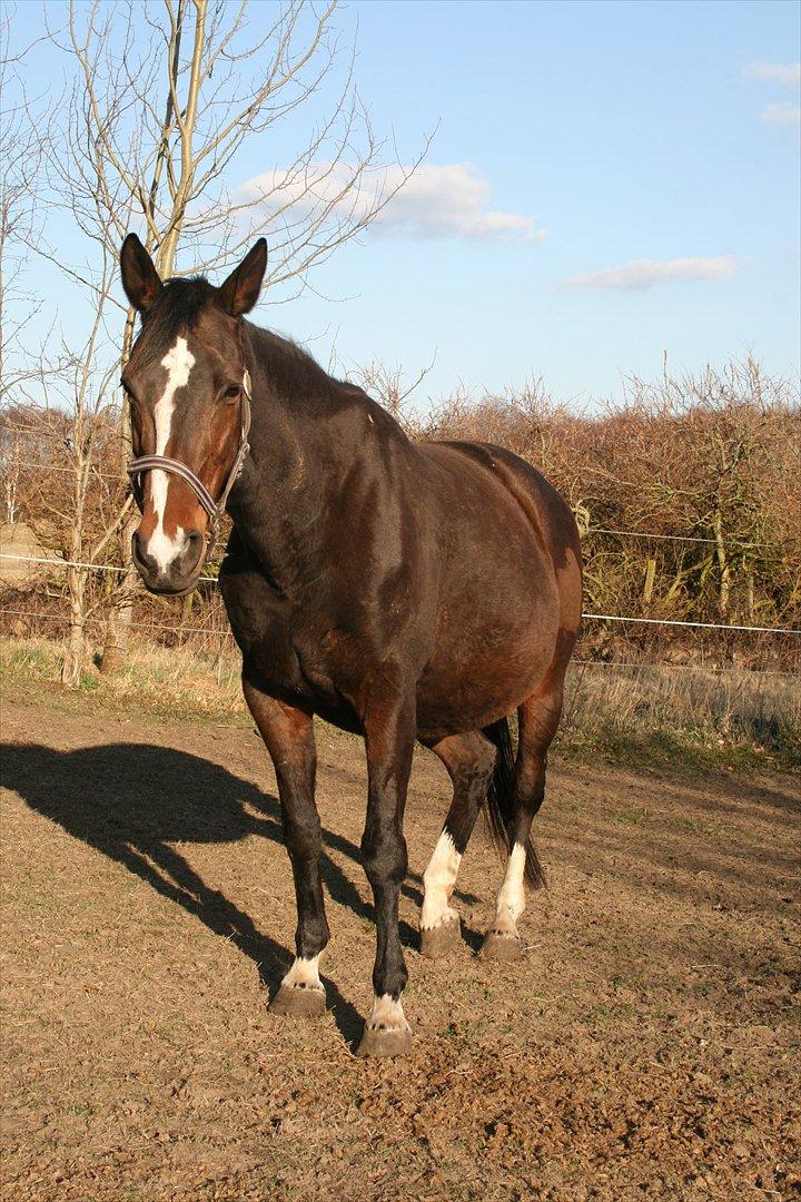 Tysk Oldenburger Martinell - Høj drægtig, marts 2012 billede 3