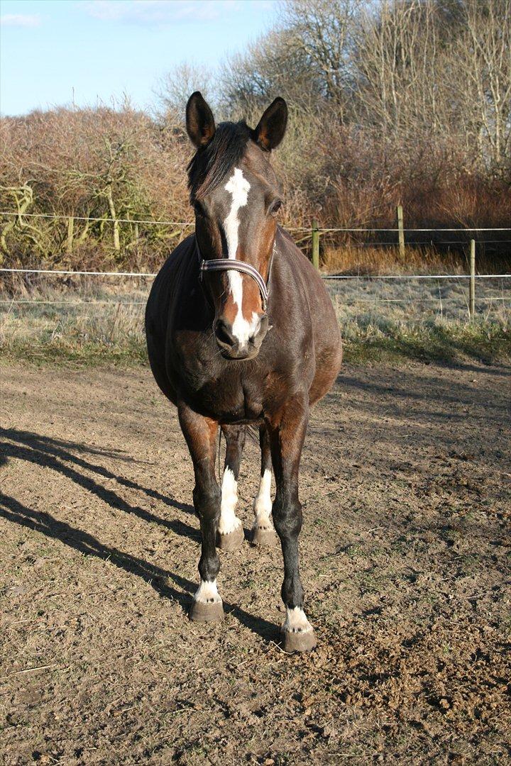 Tysk Oldenburger Martinell - Marts 2012 billede 4