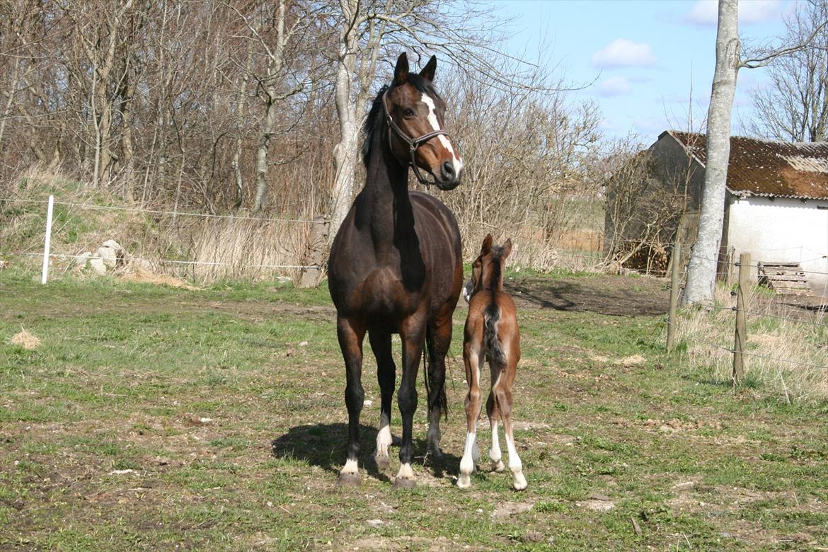 Tysk Oldenburger Martinell - Nu med føllebølle, så stolt:-) billede 5
