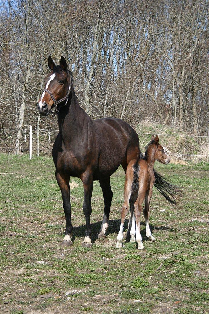 Tysk Oldenburger Martinell - Smukke, smukke hypper:-) billede 6